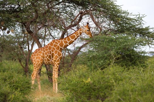 One giraffe eats the leaves of the acacia tree