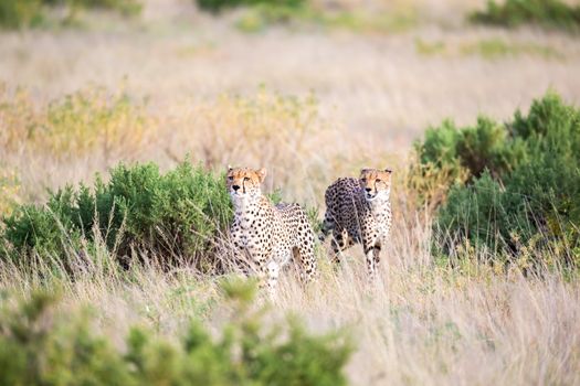 The cheetahs are running in the savannah in the tall grass