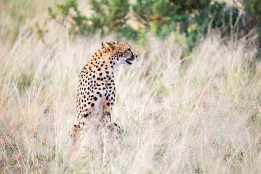 The cheetah sits in the savannah looking for prey