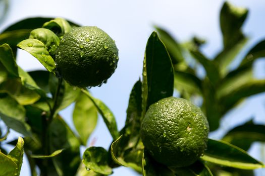 A tangerine trees with unripe fruits and green leaves