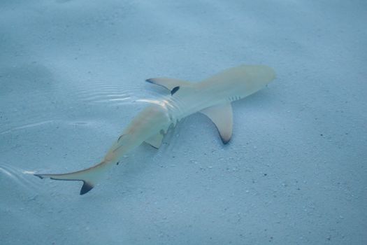 Shark is swimming in the water