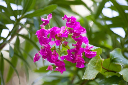 Colorful exotic flowers on trees with green leaves