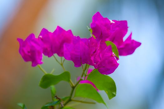 Colorful flowers with green leaves in a garden on an island