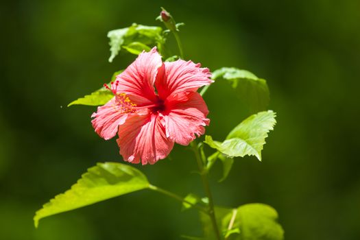 Colorful flowers on the bushes