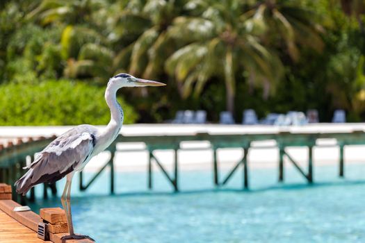 Maldives, a local bird is standing on the bridge