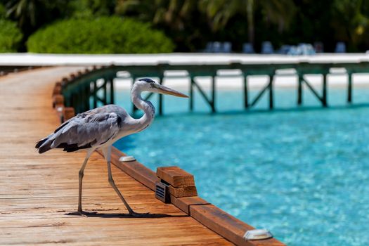Maldives, a local bird is standing on the bridge