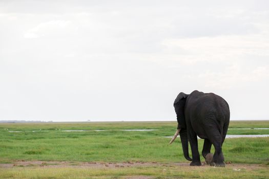 An elephant in the savannah of a national park in Kenya