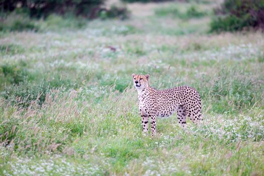 A cheetah in the grassland in the savannah of Kenya