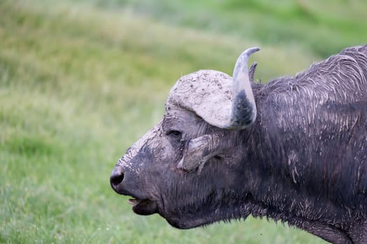 A big buffalo in the grassland of the savannah