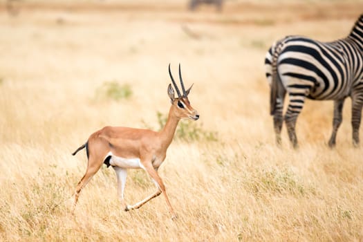 One antelope and some zebras in the savannah of Kenya