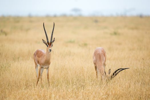 Some antelopes in the grassland of the savannah of Kenya