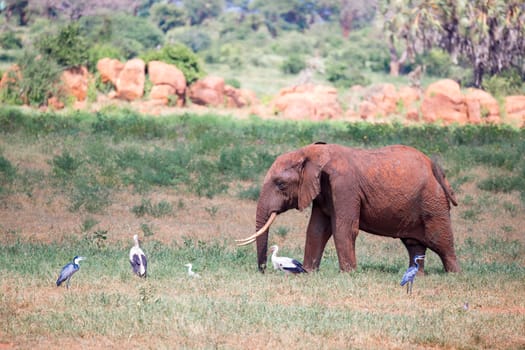 A red elephant is walking in the savannah of Kenya