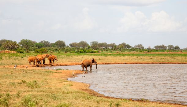 A lot of red elephants are on the waterhole