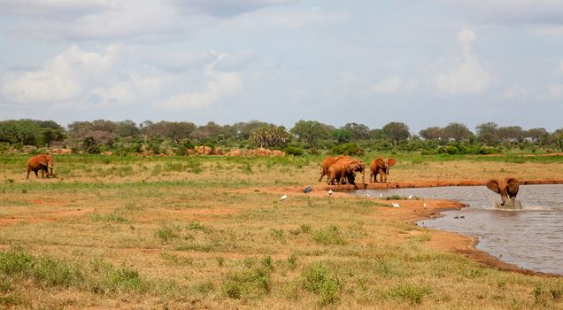A lot of red elephants are on the waterhole