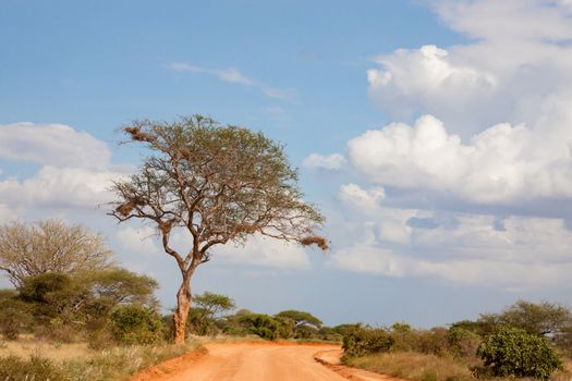 Big tree on the way with red soil and blue sky with some clouds