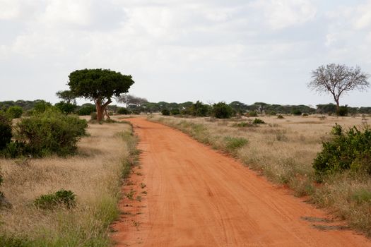A way with red soil throught the savanna with a lot of trees and green plants