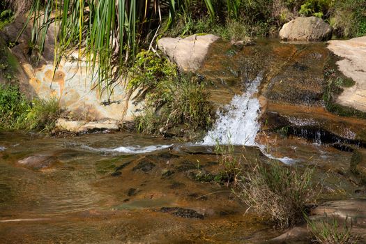 The small stream flows over rocks between different plants