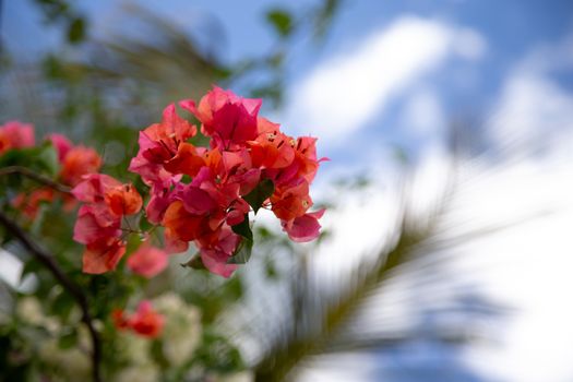 Colorful plants and flowers on the island of Madagascar
