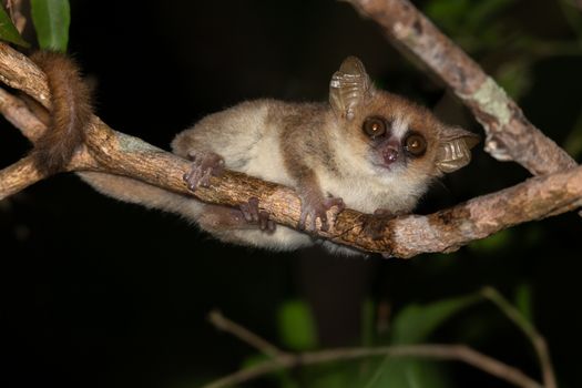 One little mouse lemur on a branch, taken at night