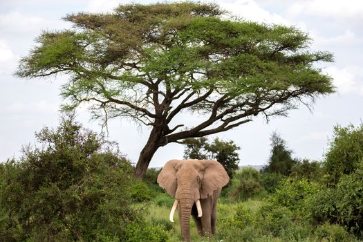 An elephant in the savannah of a national park in Kenya