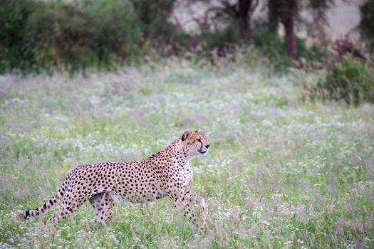 Cheetah in the grassland in the national park in Kenya
