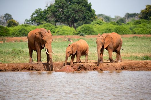A elephants family drinking water from the waterhole