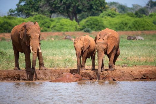 A elephants family drinking water from the waterhole
