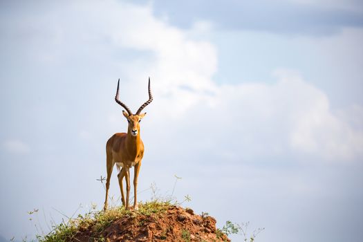 One beautiful antelope with big horns is standing on a hill