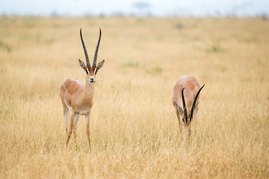 Some antelopes in the grassland of the savannah of Kenya