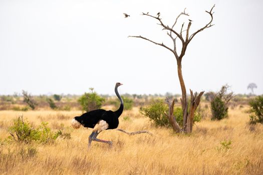 One ostrich in the landscape of the savannah in Kenya