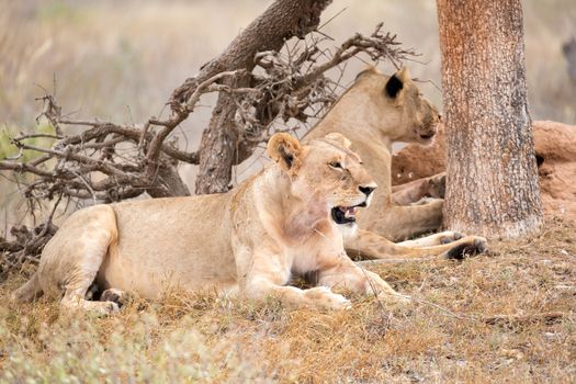 Some lions rest in the shade of a tree