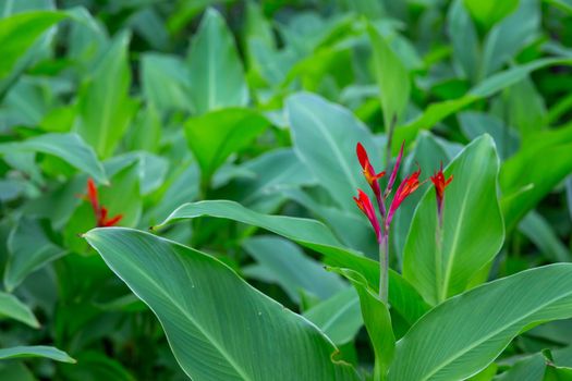 Colorful plants and flowers on the island of Madagascar
