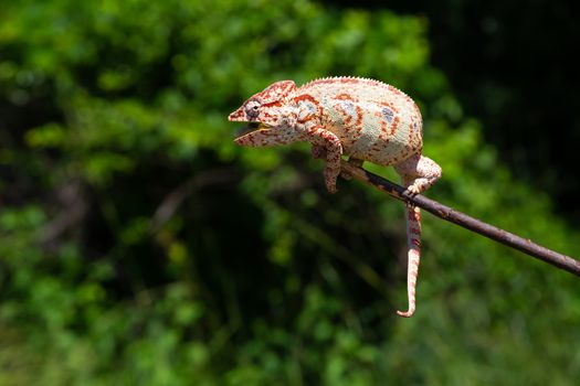 One chameleon on a branch with green leaves