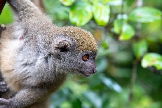 One little lemur on the branch of a tree in the rainforest