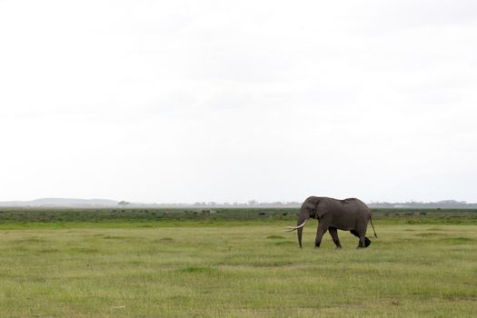 An elephant in the savannah of a national park in Kenya
