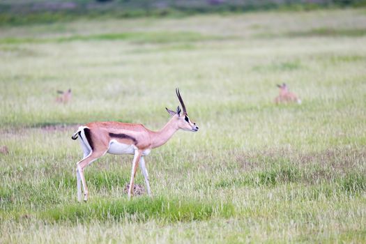 A gazelle grazes in the grassland of the savannah