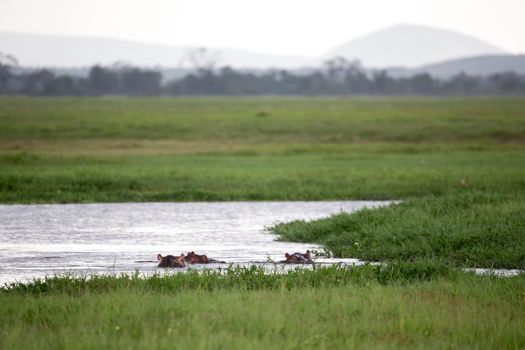 Some hippos in the waterhole with a lot of grass