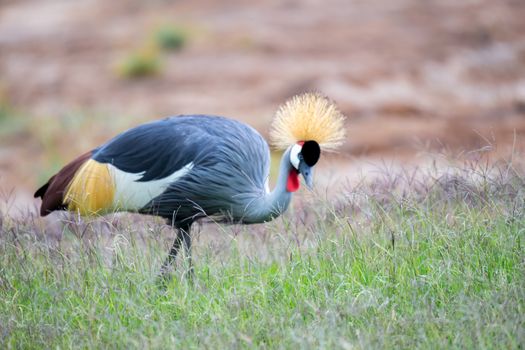 A colorful bird in the savannah of Kenya
