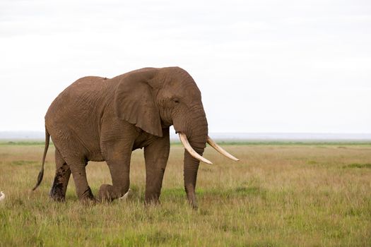An elephant in the savannah of a national park in Kenya