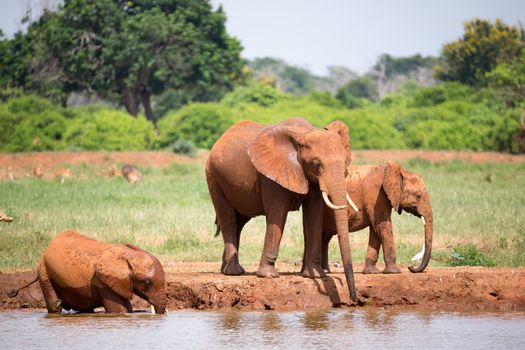 A elephants family drinking water from the waterhole