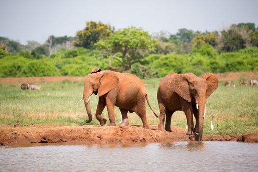 Some elephants are on the waterhole in the savannah