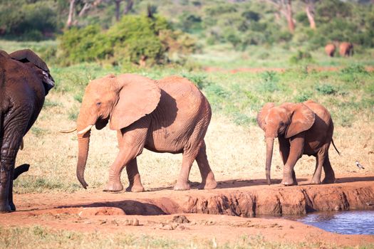 The family of red elephants at a water hole in the middle of the savannah