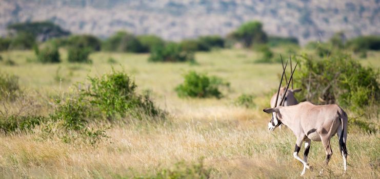 The antelopes in the grass landscape of Kenya