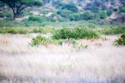 The cheetahs are running in the savannah in the tall grass