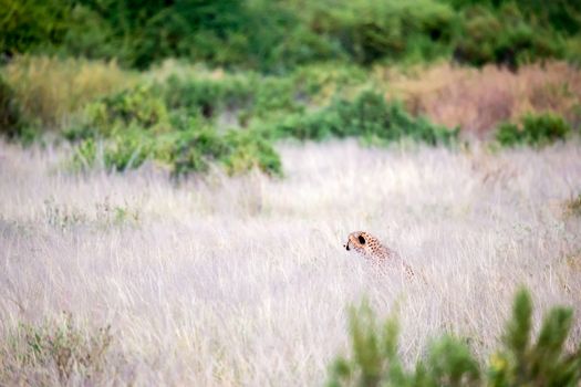 One cheetah in the tall grass lurks for its prey