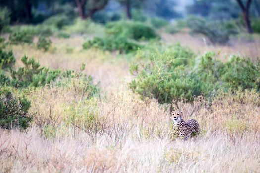 One cheetah in the tall grass lurks for its prey
