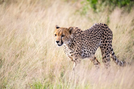 The cheetah walks in the high grass of the savannah looking for something to eat
