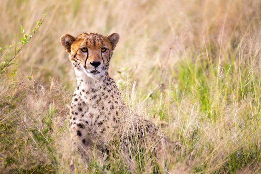 One portrait of a cheetah in the grass landscape