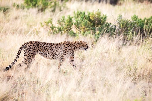 The cheetah walks in the high grass of the savannah looking for something to eat