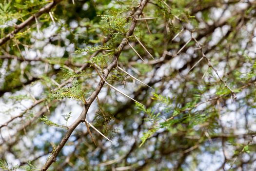 A large spines on an acacia tree in the savannah